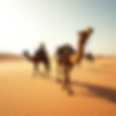 Camel Caravan Adventure Camel caravan trekking through Dubai's sandy landscape