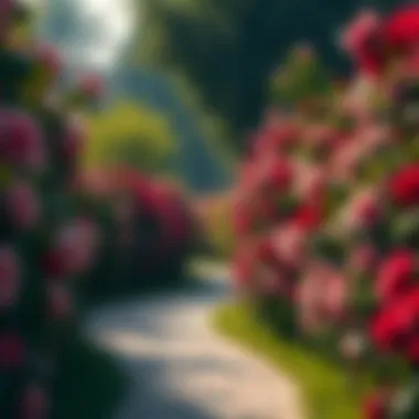 Serene Pathways Pathways surrounded by lush rose bushes