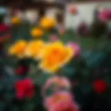 Vibrant rose blooms in the garden