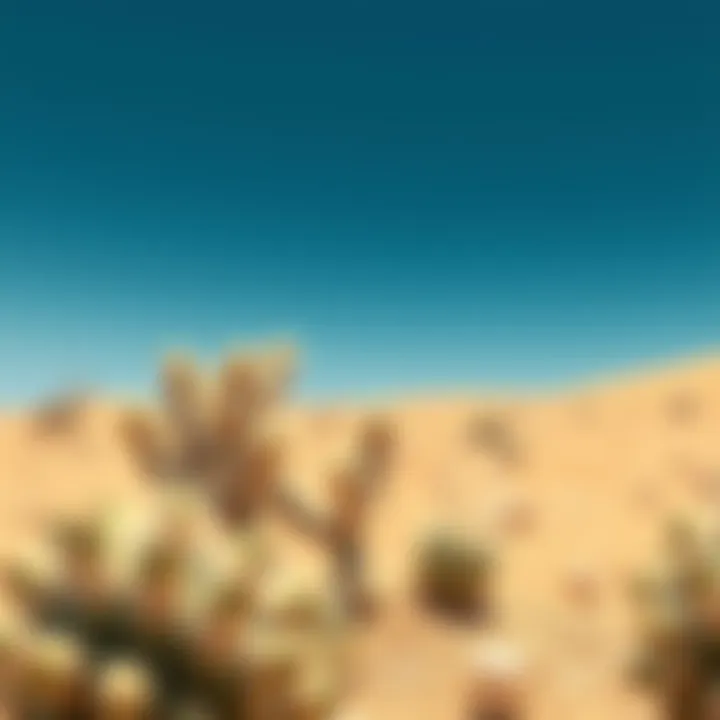 Cactus thriving in arid conditions showcasing resilience of flora