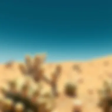 Resilient Flora in the UAE Cactus thriving in arid conditions showcasing resilience of flora